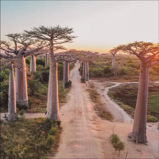 eSIM Madagascar - Parfait pour les voyageurs français
